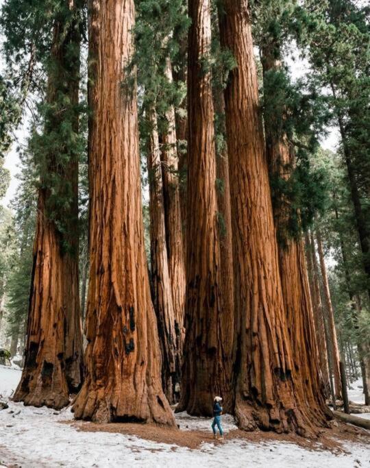 Sequoia Villa Visalia Luaran gambar